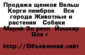 Продажа щенков Вельш Корги пемброк  - Все города Животные и растения » Собаки   . Марий Эл респ.,Йошкар-Ола г.